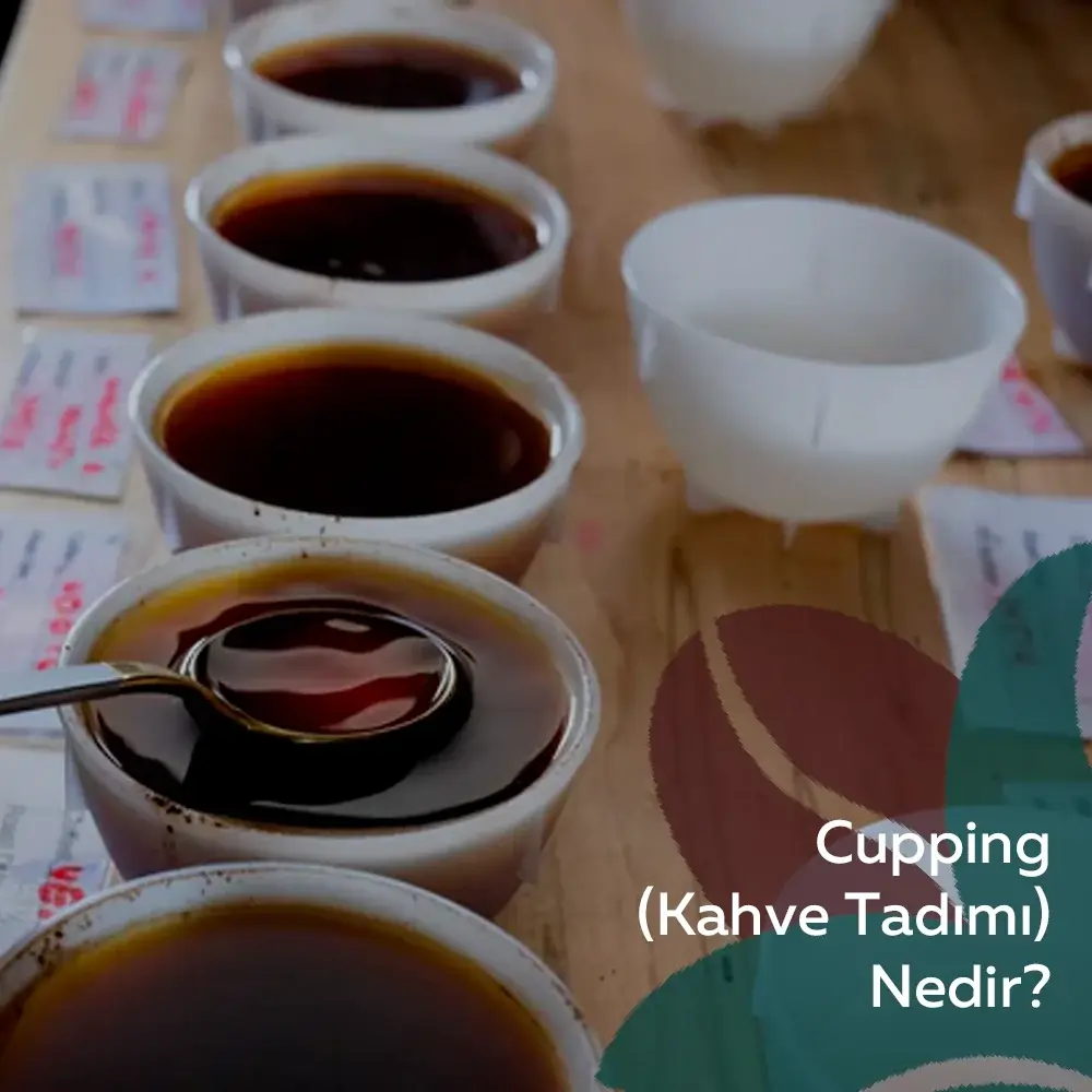 Cupping(Kahve Tadımı) Nedir